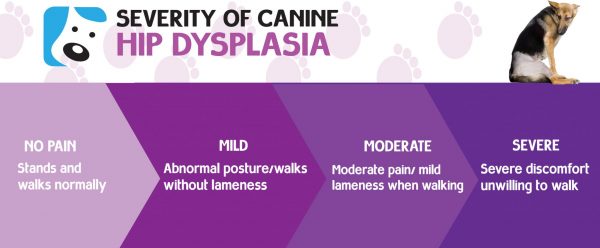 hip dysplasia symptoms in dogs