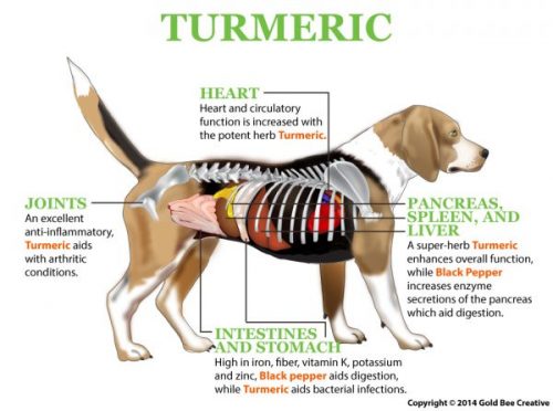 benefits of turmeric for dogs